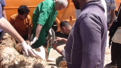 كلية الطب البيطرى بجامعة الإسكندرية تنظم قافلة بيطرية لقرية أبيس الثامنة