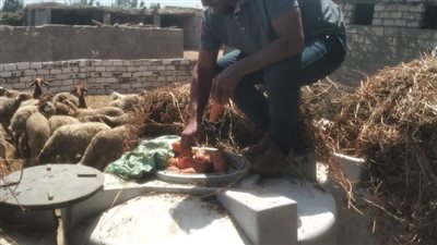 ضبط واعدام ١٠ طن مخللات بالشرقية 