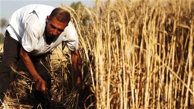 أسعار القمح صباح اليوم الأربعاء عند تاجر الجملة