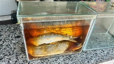 تحرير 23 محضر ضد محلات بيع الفسيخ بالقليوبية