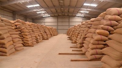 حصاد 101 ألف فدان قمح وتوريد 35 ألف طن للشون والصوامع بأسيوط