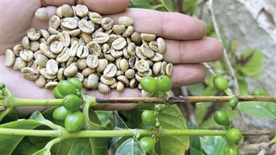 البن المصرى.. حقيقة أم «شو دعائى»