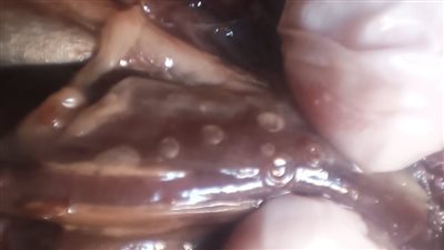 ضبط 35 كيلو رنجة غير صالحة للاستهلاك الآدمي بالغربية 