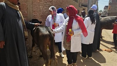 معالجة 835 ماشية بقافلة جامعة سوهاج البيطرية بقرية المحامدة القبلية