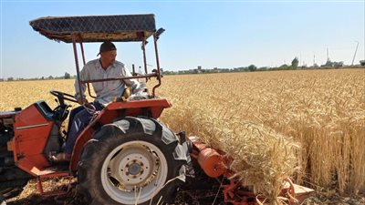 استقرار أسعار القمح في الأسواق اليوم الأربعاء