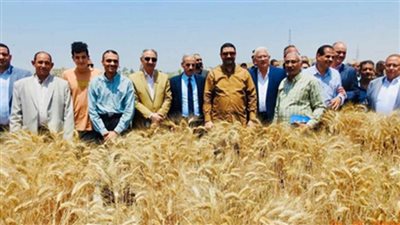 زراعة المنيا تنفذ حصاد موسع داخل أحد الحقول الإرشادية