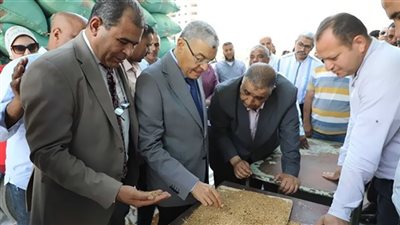 إستمرار توريد القمح بشون وصوامع المنيا 