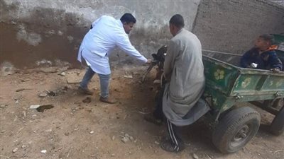 تحصين 92 ألف رأس ماشية ضد الحُمى القُلاعية والوادي المُتصدع ببني سويف