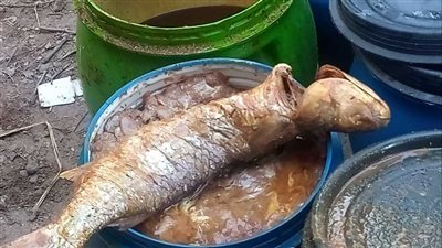 استعداداً لشم النسيم.. ضبط كميات كبيرة من الفسيخ والرنجة الفاسدة بالإسكندرية 