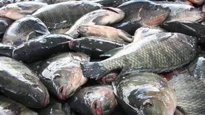 رغم دعوات المقاطعة أسعارالأسماك نار بالدقهلية