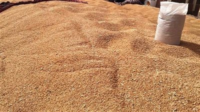 توريد 27 ألف و833 طن قمح منذ بدء الموسم لشون وصوامع سوهاج