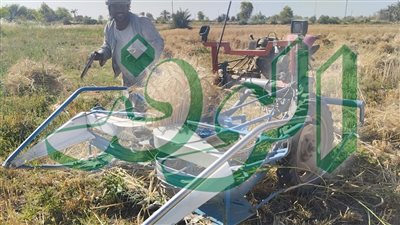  أسوان: توريد 102 ألف طن من القمح حتى الآن خلال موسم الحصاد الحالي