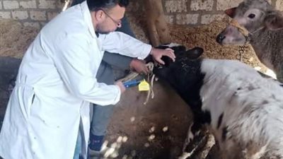 تحصين 509 ألف رأس ماشية ضد الحمى القلاعية والوادي المتصدع بالشرقية 