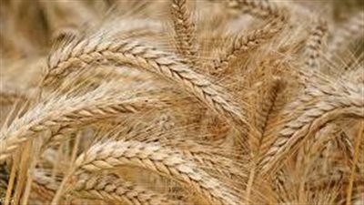 القليوبية: توريد 50 ألف طن قمح للصوامع والشون