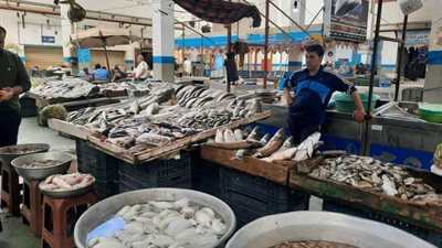 الغرفة التجارية: أسماك البردويل دخلت بكميات كبيرة وستخفض الأسعار (فيديو)