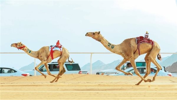 وزير الرياضة يُشيد بنتائج اتحاد الهجن بكأس العرب الأولي للهجن العربية ...