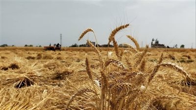 إستلام 124 ألف طن قمح فى مواقع التوريد بكفر الشيخ
