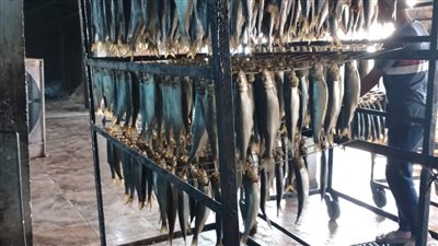 ضبط نصف طن رنجة غير صالحة فى حملة بالغربية