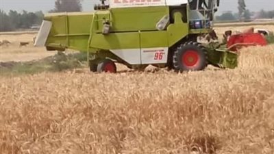 سنابل الخير تُزين حقول محافظة الشرقية في أعياد الربيع 