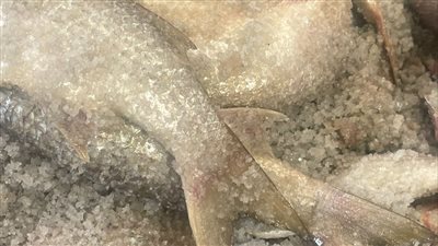 ضبط نصف طن أسماك مملحة فاسدة قبل تداولها في الأسواق بالإسماعيلية