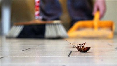 كيفية حماية منزلك من غزو الحشرات ومكافحتها بذكاء!