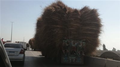 مقطورات قش الأرز بالدقهلية تعرقل الحركة المرورية على الطرق وتهدد بوقوع حوادث