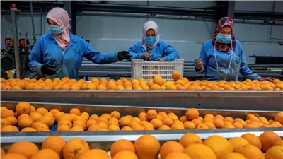 نقيب الزراعيين: 35 مليون طن حجم إنتاج مصر من الخضروات والفاكهة سنويا