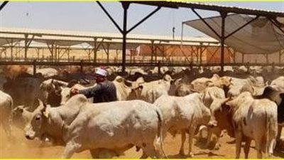 أسعار صكوك الأضاحي وطريقة الشراء 2024.. الأوقاف تكشف التفاصيل