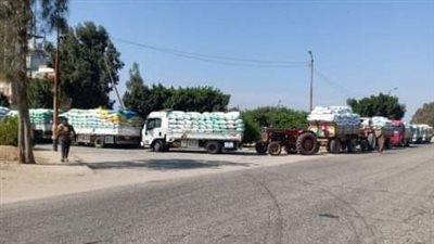 توريد 496 ألف طن قمح لصوامع وشون الشرقية