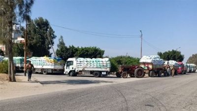  استقبال 511035 طن من الذهب الأصفر بالمواقع التخزينية في الشرقية