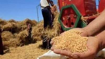 توريد 43177 طن من الأقماح المحلية لصوامع الإسكندرية 