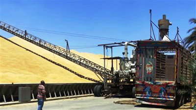 أسوان: توريد 137 ألف طن من القمح بنسبة 37.5 % 
