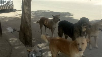 كلب مسعور يعقر 8 أطفال بـ سمالوط.. تعرف على السبب 