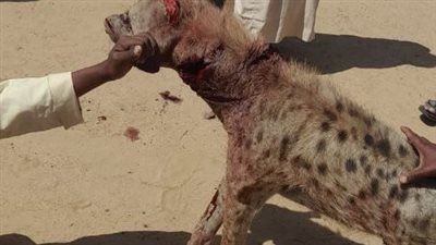 شاهد| ظهور الضبع المرقط بمحمية جبل علبة بالبحر الأحمر 