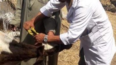 تحصين 586 ألف رأس ماشية ضد الحمى القلاعية والوادي المتصدع بالشرقية 