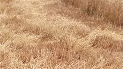 سنابل الخير تُزين حقول محافظة الشرقية وحصاد 381 ألف فدان 