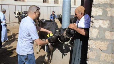 تحصين 7753 رأس ماشية بمحافظة المنيا 