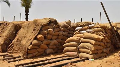 توريد 70 ألف طن قمح للشون والصوامع بالقليوبية