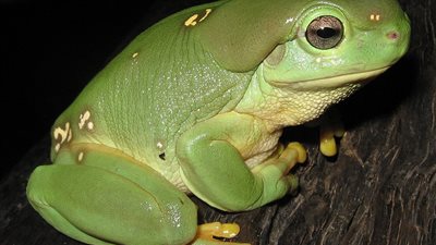بشرى سارة لمرضى الإكتئاب.. ضفدع سام قد يصبح علاج
