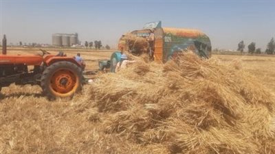 توريد 168973طن قمح لشون وصوامع البحيرة