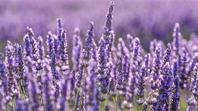 تعرّف على فوائد وأضرار نبات الخزامى