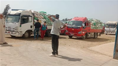 استلام 178 ألف طن قمح بشون وصوامع كفرالشيخ