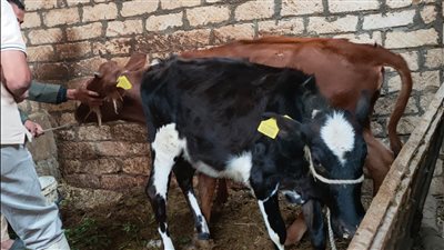 تحصين 18 ألف رأس ماشية ضد حمى الوادي المتصدع بالإسماعيلية 