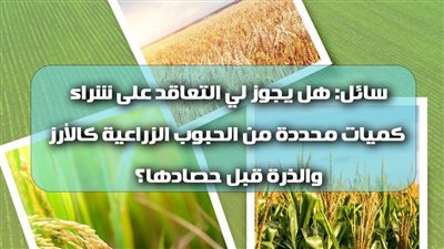 هل يجوز التعاقد على شراء كميات من الحبوب الزراعية كالأرز والذرة قبل الحصاد؟