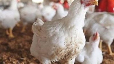 أسعار الدواجن بالمزرعة والأسواق المحلية المصرية اليوم الخميس