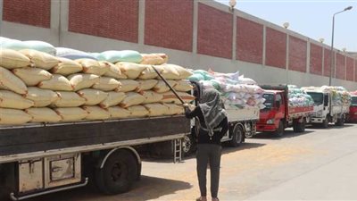 استمرار عمليات توريد القمح للشون والصوامع بالقليوبية