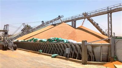 شون وصوامع سوهاج تستقبل 69 ألف و307 طن قمح من المزارعين