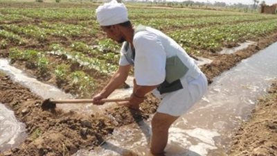 ارتفاع مساحات زراعة القطن بنسبة 46 % عن العام الماضي