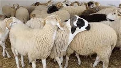 قبل العيد.. اعرف أسعار الأضاحي 2024