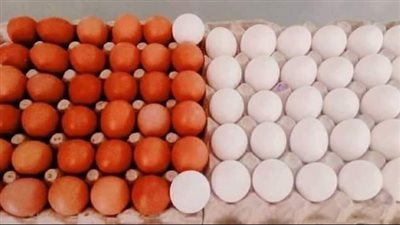 بكام كرتونة البيض.. أسعار البيض اليوم الخميس بـ المزرعة والأسواق